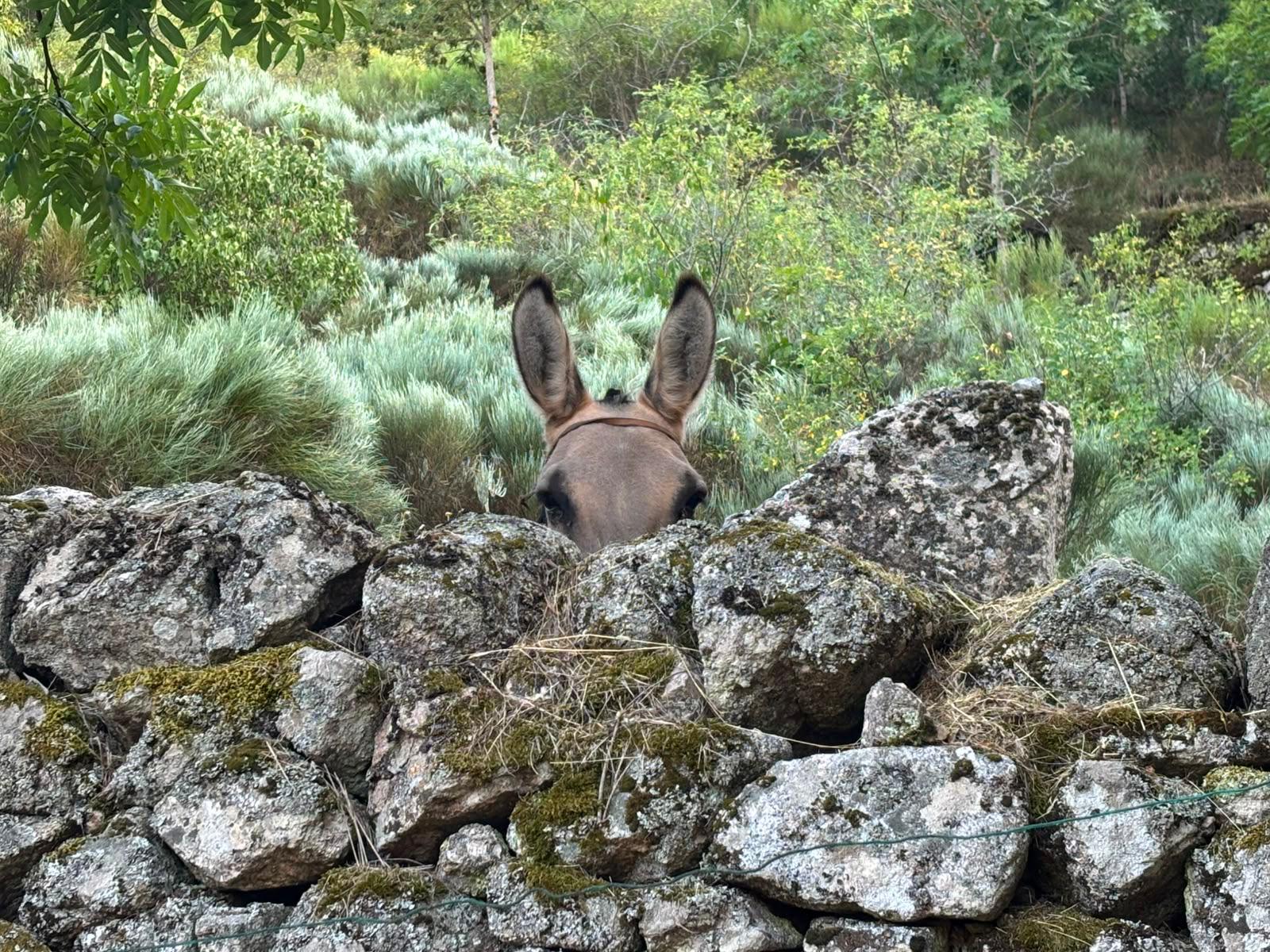 Photo 1 - Thème 3 - Une mule au Mont Lozère