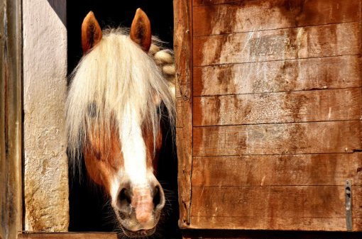 Journées équitation