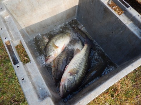 Lien vers image en grand format (nouvelle fenêtre)