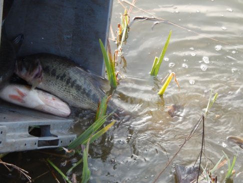 Lien vers image en grand format (nouvelle fenêtre)